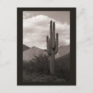 Saguaro Cactus Sonoran Desert B&W Photo Cartes pos
