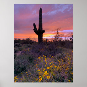 Saguaro Cactus Sunset Arizona Foto Poster