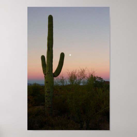 Saguaro Cactus Sunset Arizona Poster (Voorkant)