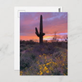 Saguaro Cactus Sunset No1 Briefkaart (Voorkant / Achterkant)