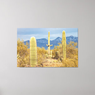 Saguaro Cactussen in Woestijnlandschap Canvas Afdruk
