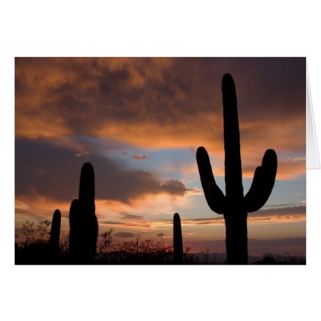 Saguaro Desert Sunset (Voorkant Horizontaal)