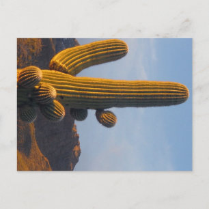 Saguaro éclairé - Carte postale d'Arizona