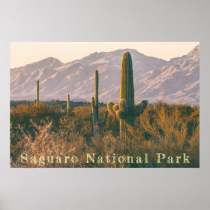 Saguaro Landschap Poster
