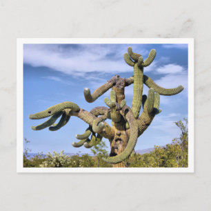 Saguaro Monster Briefkaart