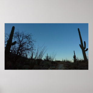 Saguaro Morning in het Nationaal Park Saguaro Poster