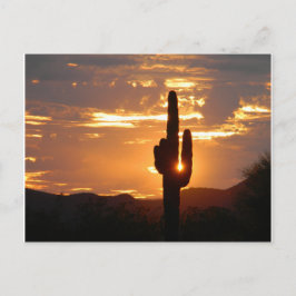 Saguaro Rays Briefkaart