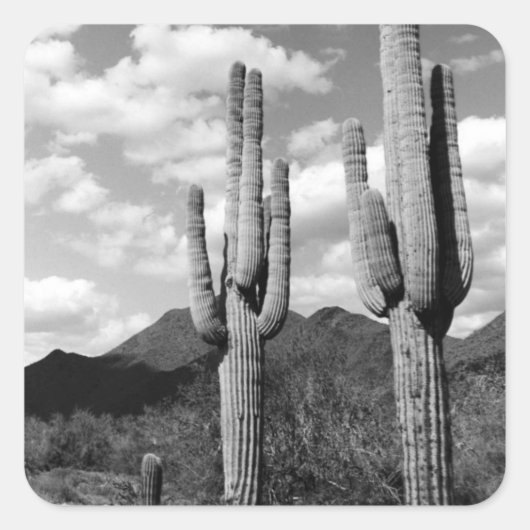 Saguaro Sentinels woestijn Aangepaste sticker Deca (Voorkant)
