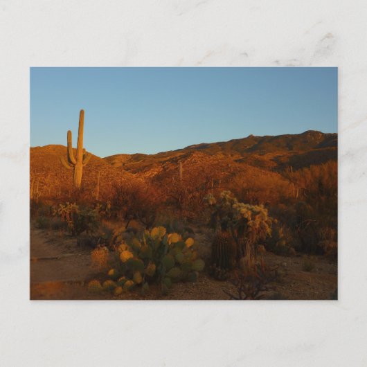 Saguaro Sunset I Arizona Briefkaart (Voorkant)