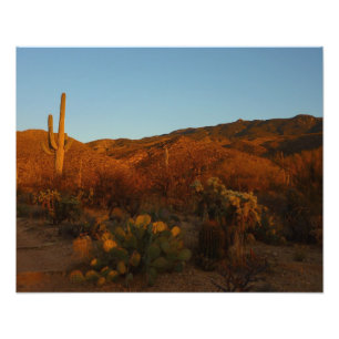 Saguaro Sunset I Arizona Foto Afdruk