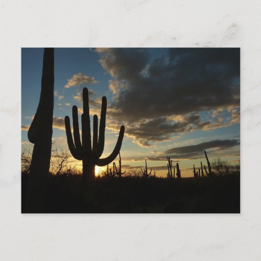Saguaro Sunset II Arizona Briefkaart (Voorkant)