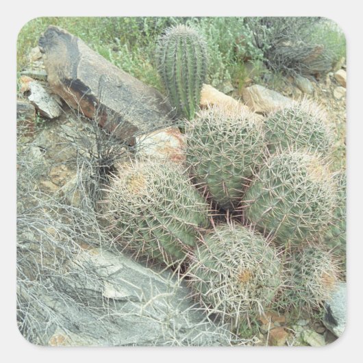 Saguaro Swirl Desert Cactus Custom Sticker Decal (Voorkant)