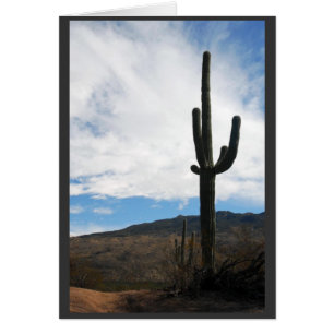 Saguaro Vista