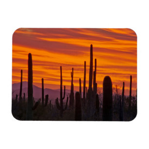 Saguaro, zonsondergang, Nationaal Park Saguaro Magneet
