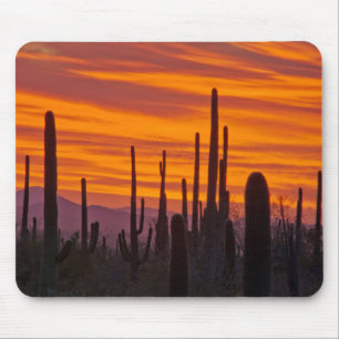 Saguaro, zonsondergang, Nationaal Park Saguaro Muismat