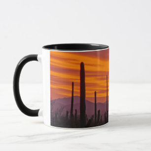 Saguaro, zonsondergang, Saguaro National Park Mok