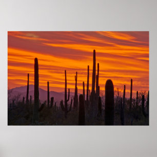 Saguaro, zonsondergang, Saguaro National Park Poster