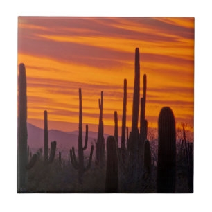 Saguaro, zonsondergang, Saguaro National Park Tegeltje