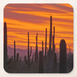 Saguaro, zonsondergang, Saguaro National Park Vierkante Kartonnen Onderzetter
