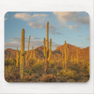 Saguarocactus bij zonsondergang, Arizona Muismat