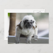 Saguinus oedipus briefkaart (Voorkant / Achterkant)