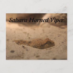 sahara-hoornadder briefkaart