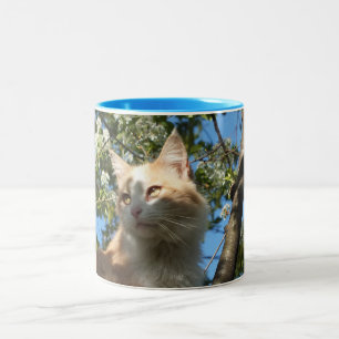 Sahara-kattenomslag rond Mok