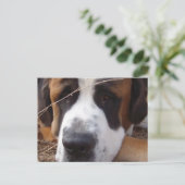 Saint Bernard Dog Briefkaart (Staand voorkant)