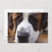 Saint Bernard Dog Briefkaart (Voorkant / Achterkant)