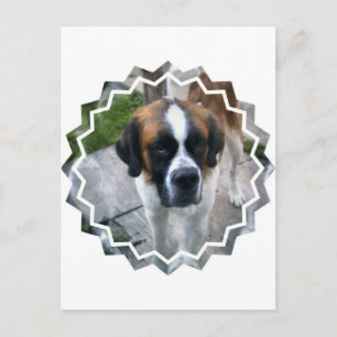 Saint Bernard Photo Briefkaart