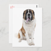 Saint Bernard Puppy Dog Blank Briefkaart (Voorkant / Achterkant)