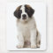 Saint Bernard Puppy Dog Love St. Bernard