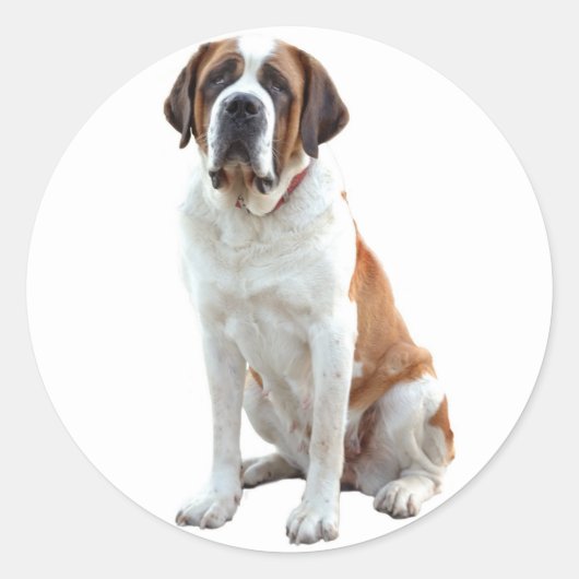 Saint Bernard Puppy Dog Sticker / Label (Voorkant)