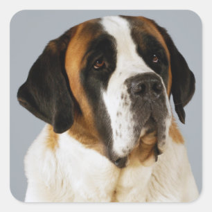 Saint Bernard Puppy Hond Sticker / Label