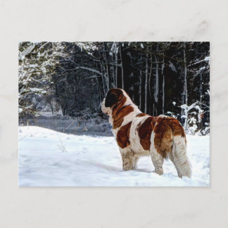 Saint Bernard snow photographic Christmas greeting Feestdagenkaart