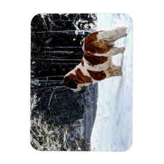 Saint Bernard snow photographic Christmas greeting Magneet