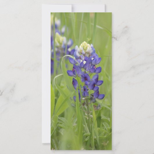 Saint Francis van Assisi Prayer Kaart (Achterkant)