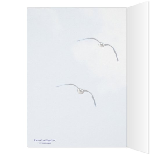 Saint Grackle ! Vous êtes diplômé : (Intérieur (Gauche))