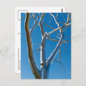 Saint Louis Art Museum Briefkaart (Voorkant / Achterkant)