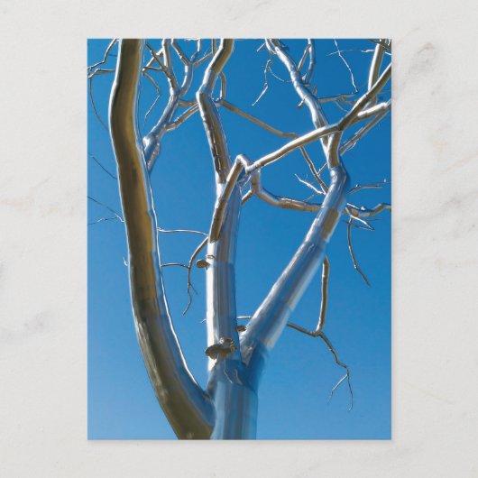 Saint Louis Art Museum Briefkaart (Voorkant)