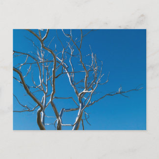 Saint Louis Art Museum Sculpture Briefkaart