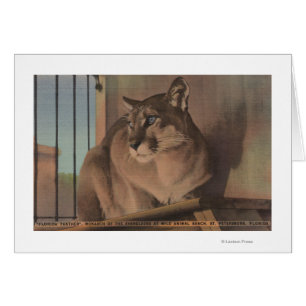 Saint-Pétersbourg, Floride - Photo De Floride