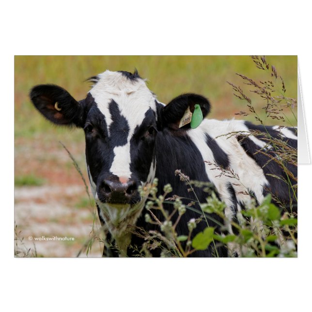 Sainte vache ! C'est un Holstein Friesian ! (Devant horizontal)