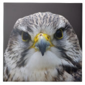Saker falcon tegeltje (Voorkant)