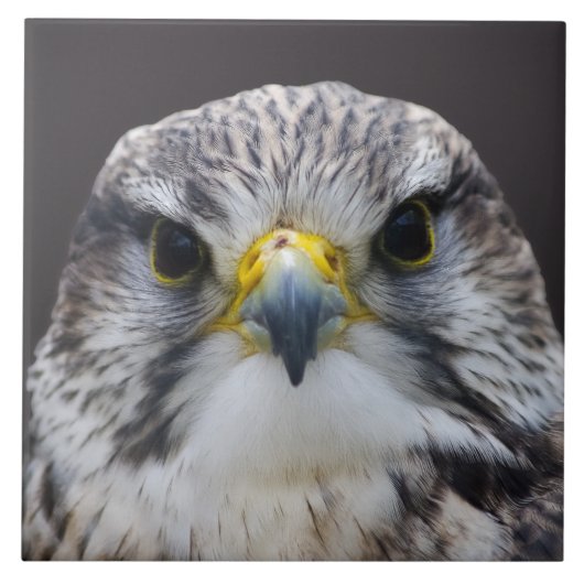 Saker falcon tegeltje (Voorkant)