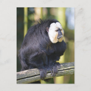 Saki à visage blanc sur carte postale