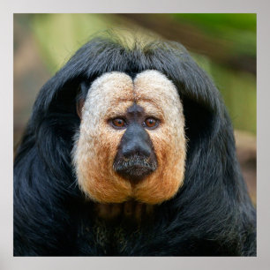 Saki Monkey met een intense blik Poster