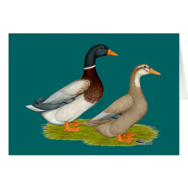 Saksen Ducks (Voorkant Horizontaal)