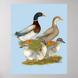 Saksische Eend Familie Poster