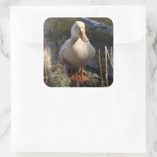 Saksische eend Sticker (Tas)